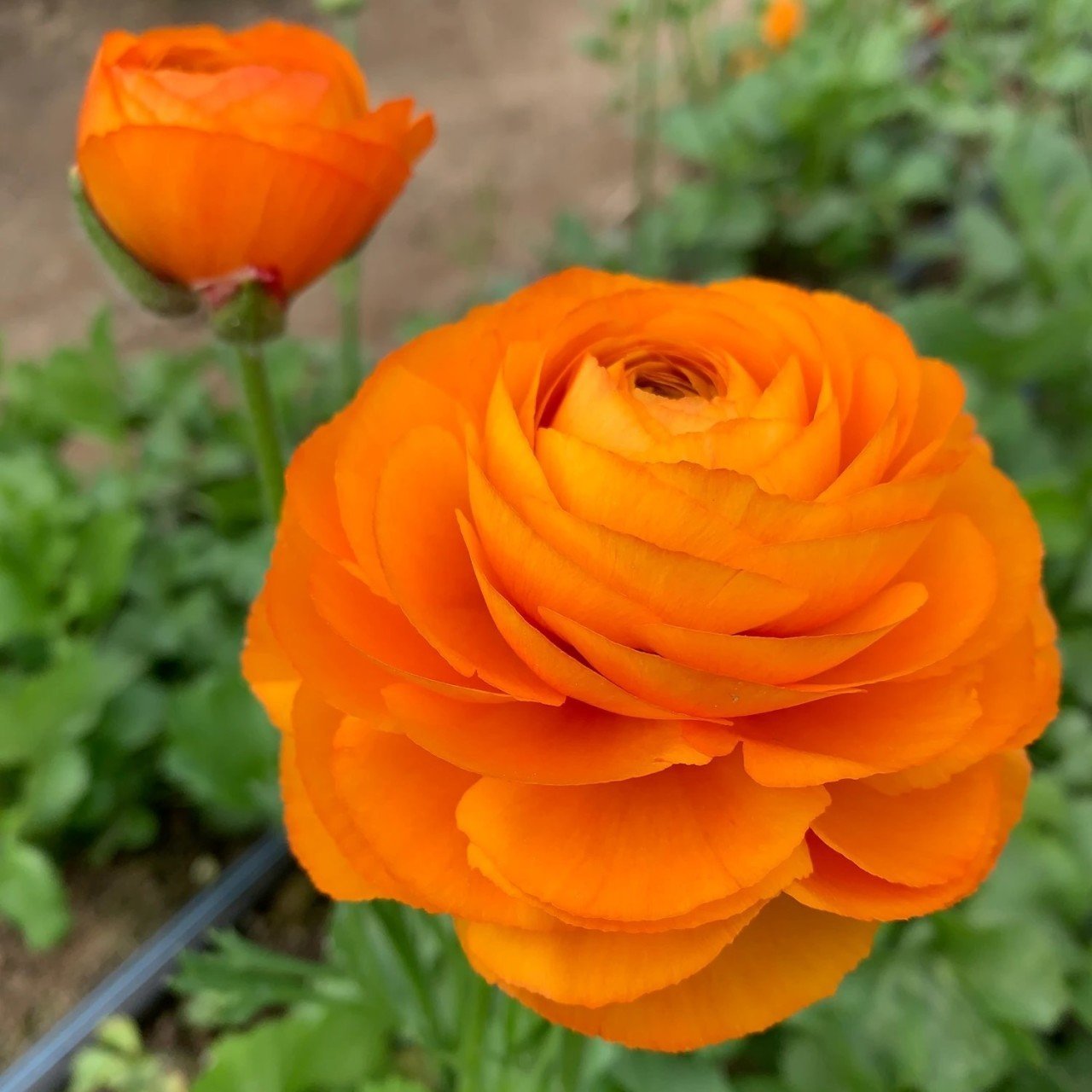 Saksıda Orange Beauty Turuncu Renkli Düğün - Şakayık Çiçeği Sınırlı Stok