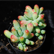 Dolgulu Sedum Pachyphyllum Jelly Beans Sukulent Büyük Boy 10 Luk Saksıda
