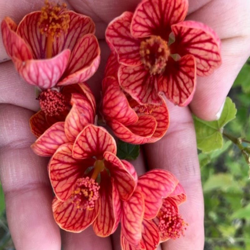 Saksıda Somon Renkli Sultana Nadir Abutilon Çiçeği Fidanı(60-100 cm