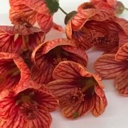 Saksıda Somon Renkli Sultana Nadir Abutilon Çiçeği Fidanı(60-100 cm
