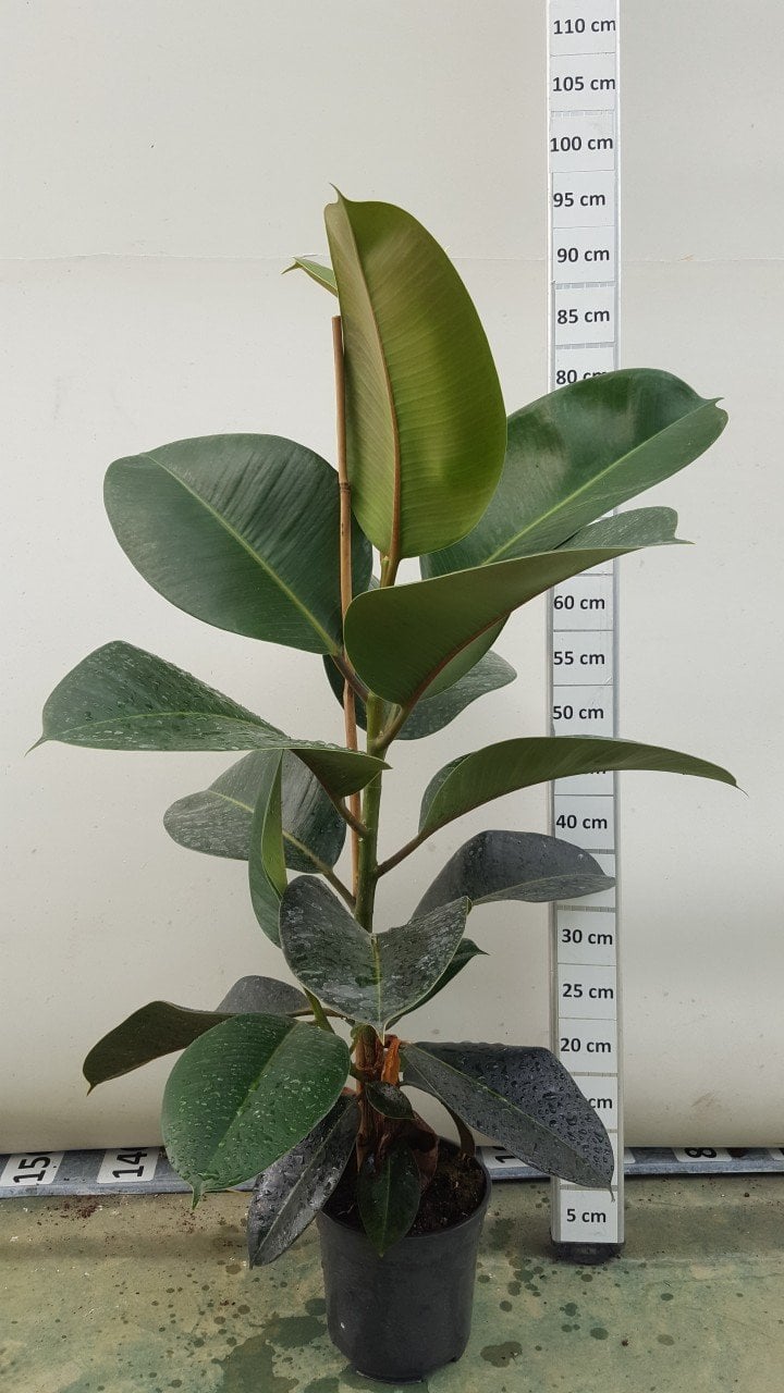 Kauçuk Ağacı Ficus Robusta Süs Bitkisi