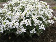 Beyaz Arabis Çiçeği Tohumu(400 tohum)