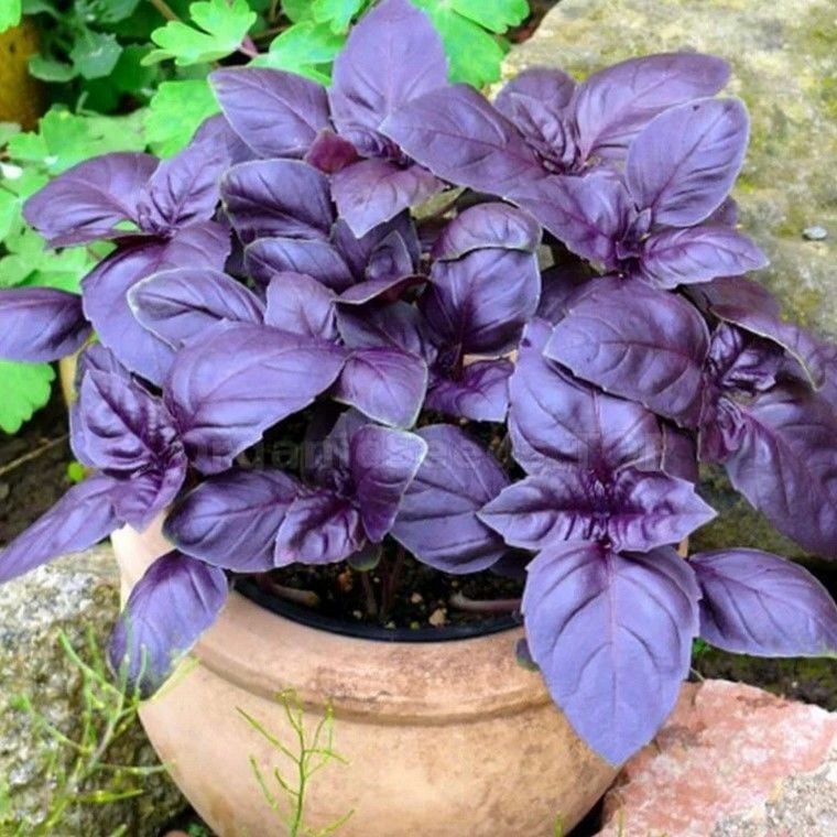 Saksılık Aromartik Dark Purple Geniş Yapraklı Fesleğen Fidesi (5 adet )