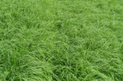 Hem Süt Hemde Etlik Hayvan Yetiştriciliğinde Kullanılan Teff Grass Otu Tohumu