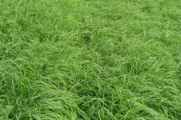 Hem Süt Hemde Etlik Hayvan Yetiştriciliğinde Kullanılan Teff Grass Otu Tohumu