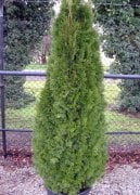 Thuja Occidentalis Smaragd Smargat Mazı Fidesi (5 adet)