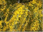 Nadir Golden Dört Mevsim Mimoza Tohumu(5 adet)