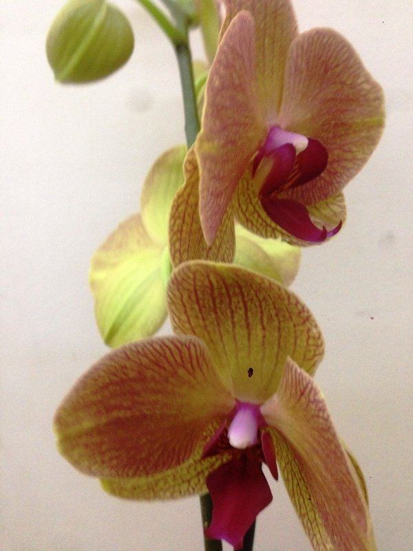 Yadigar Hatun Canlı Orkide Çiçeği Tek Dal