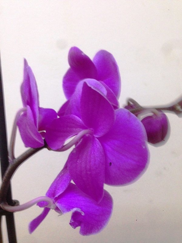 Menekşe Hatun Orkide Çiçeği Tek Dal