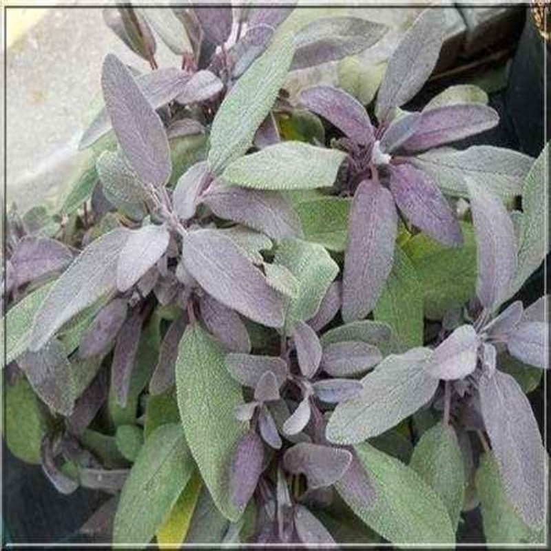 Mor Ada Çayı Fidanı (Salvia officinalis 'Purpurmantel')