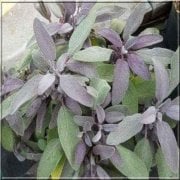 Mor Ada Çayı Fidanı (Salvia officinalis 'Purpurmantel')