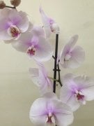 Emine Hatun Orkide Çiçeği Tek Dal