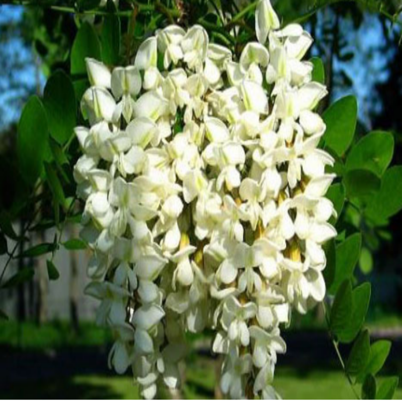 Tüplü Yoğun Kokulu Beyaz Çiçekli Akasya Fidanı (30-60 cm)