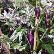 Doğal Purple Tiger Pepper Biber Tohumu(20 tohum)