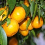 Tüplü Bodur Tipte Çekirdeksiz Geleneksel Bodrum Mandalinası Fidan Seneye Meyve Verirı