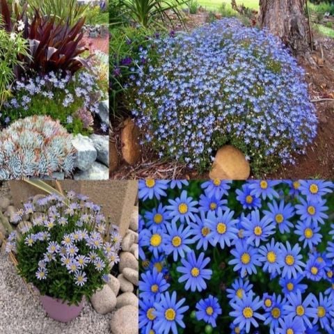 Özel Saksılık Felicia Amelloides Mavi Papatya Çiçeği Fidesi (10 adet)