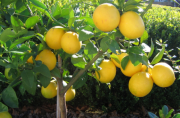 Tüplü Dev Meyveli Extra Jumbo Limon Fidanı