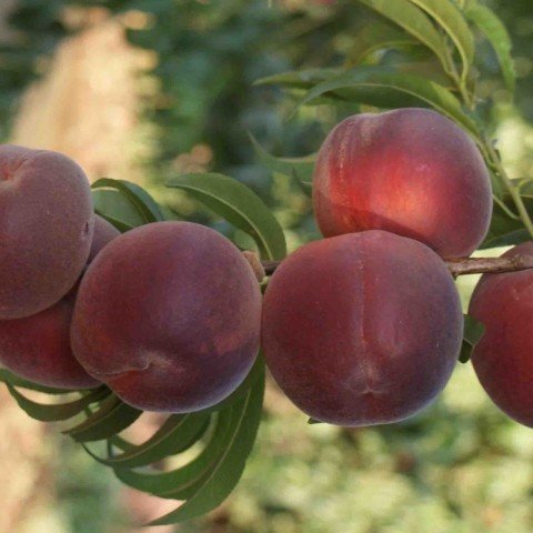 Tüplü  Ruby Rich Şeftali Fidanı