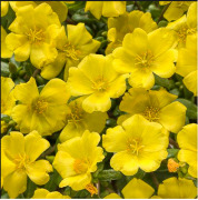 İmegine Yellow İpek Çiçeği Fidesi (5 adet)