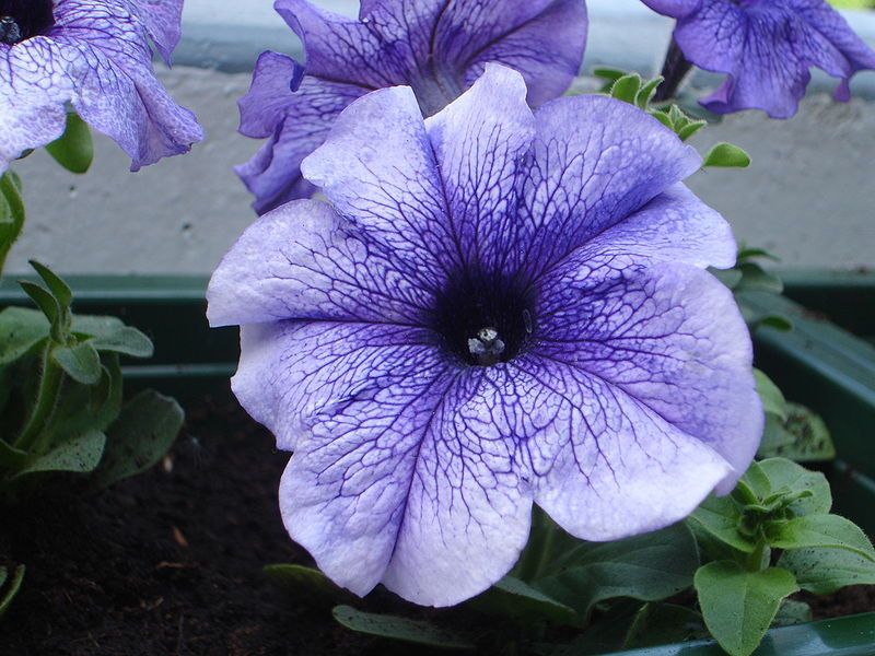 Nadir Bodur Lauren  Petunya(Kahkaha) Çiçeği Tohumu(100 tohum)