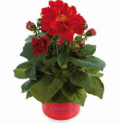 Lubega Scarlet Dahlia Çiçeği Fidesi (3 adet)