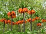 Saksıda Turuncu Renkli Fritillaria Imperialis Ters Lale Fidanı