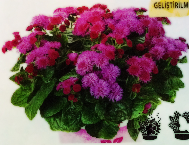 Violet Lila RenkliVapur Dumannı Çiçeği Fidesi (4 fide)