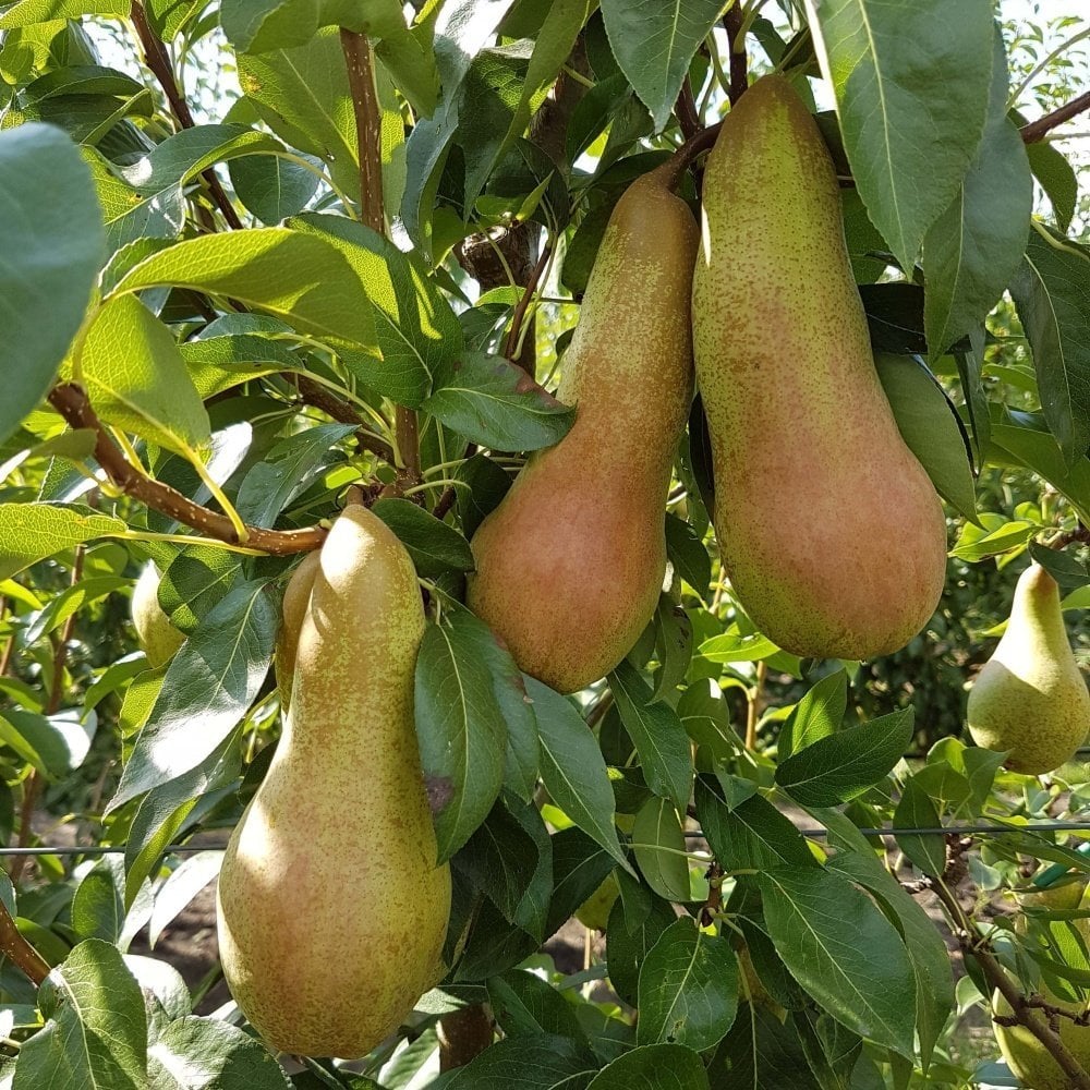 Tüplü Tam Bodur Abete Fetel Armut Fidanı