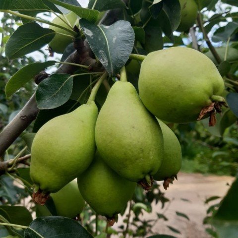 Tüplü Tam Bodur Limon Armut Fidanı