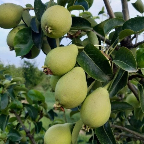 Tüplü Tam Bodur Limon Armut Fidanı