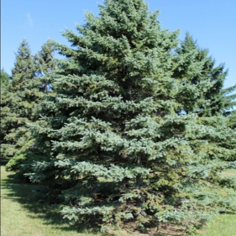 Picea Glauca Beyaz Ladin Tohumu (10 Tohum)