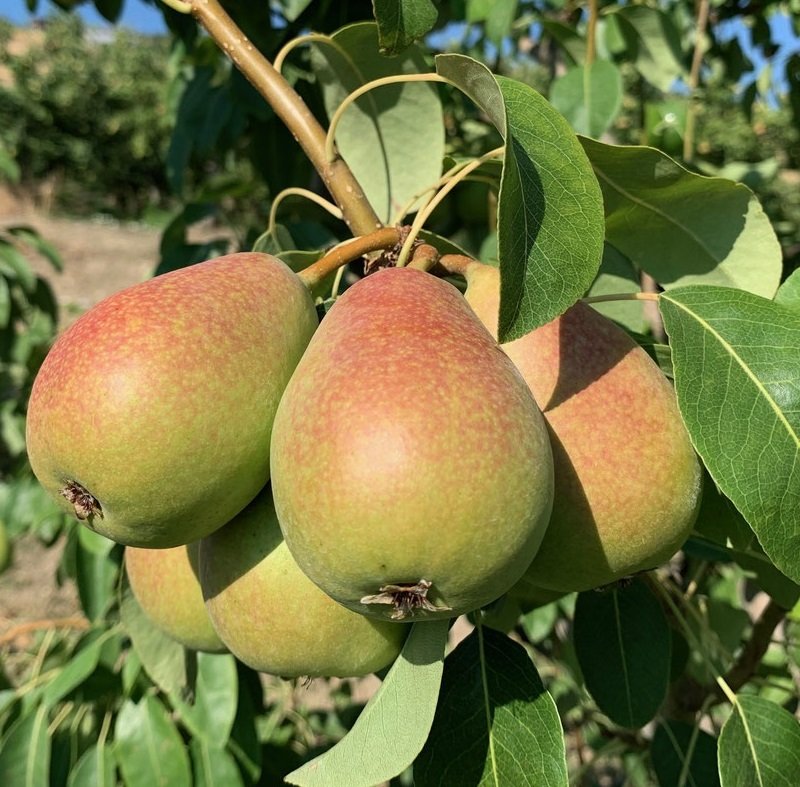 Tüplü Tam Bodur Coscia Armut Fidanı