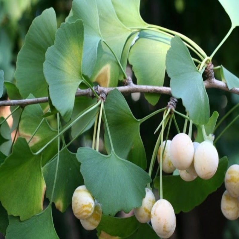 Tüplü Şifalı Mabet Ağacı Ginkgo Biloba Fidanı