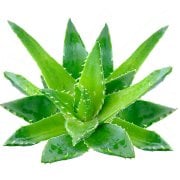 Tüplü Aromatik Aloe Vera(Sarı Sabır) Anaç Bitki 3-4 Yaş