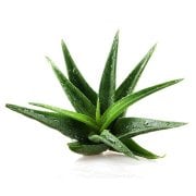 Tüplü Aromatik Aloe Vera(Sarı Sabır) Anaç Bitki 3-4 Yaş