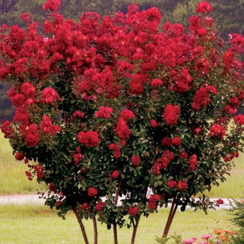 Tüplü Kırmızı Renkli Oya Ağacı Fidanı