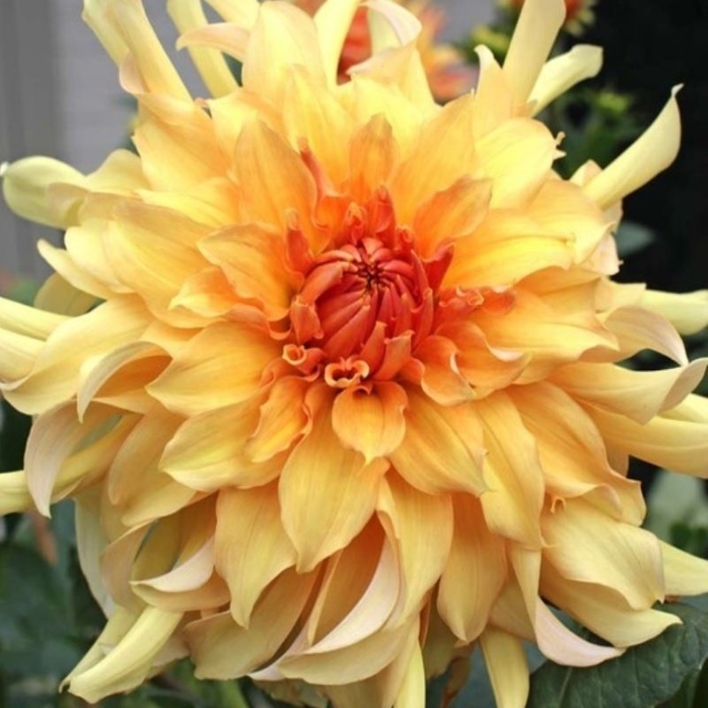 Dev Çiçekli Big Brother Dahlia Yıldız Çiçeği Soğanı Yumrusu (1 adet )