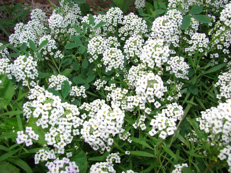 Karbeyazı Alyssum(Alisyum)Deli-Kuduz Otu Çiçeği Tohumu(150 tohum)