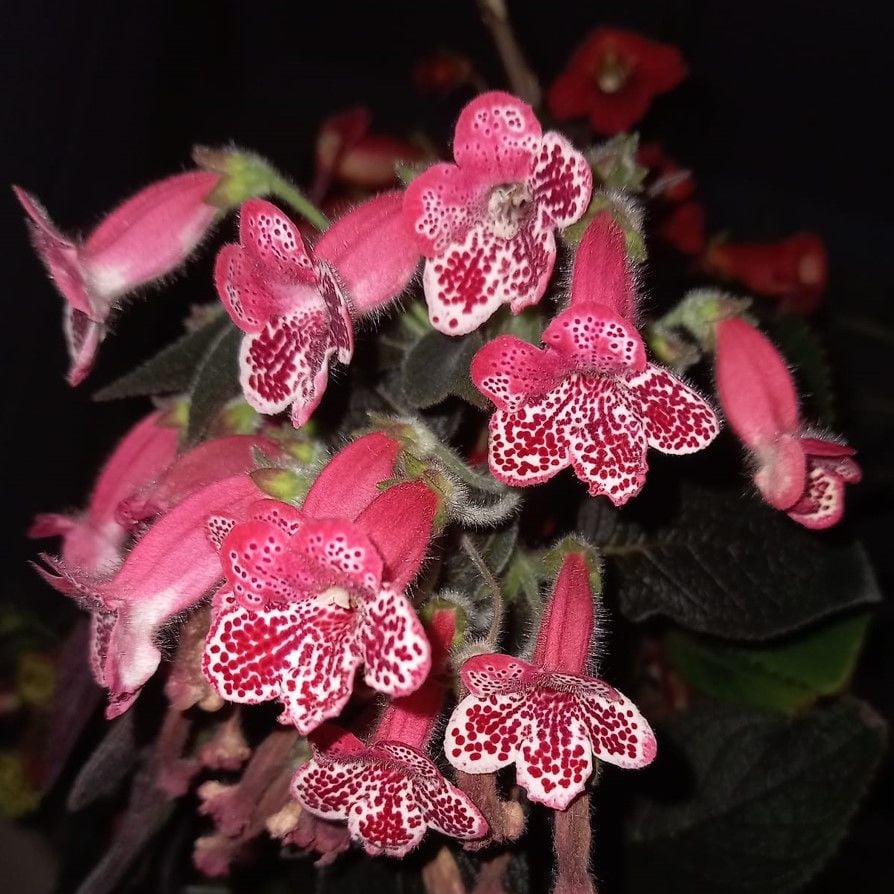 Koleksiyonluk Victoria  Kohleria Japon Küpelisi Çiçeği Fidesi (Mini Saksıda)