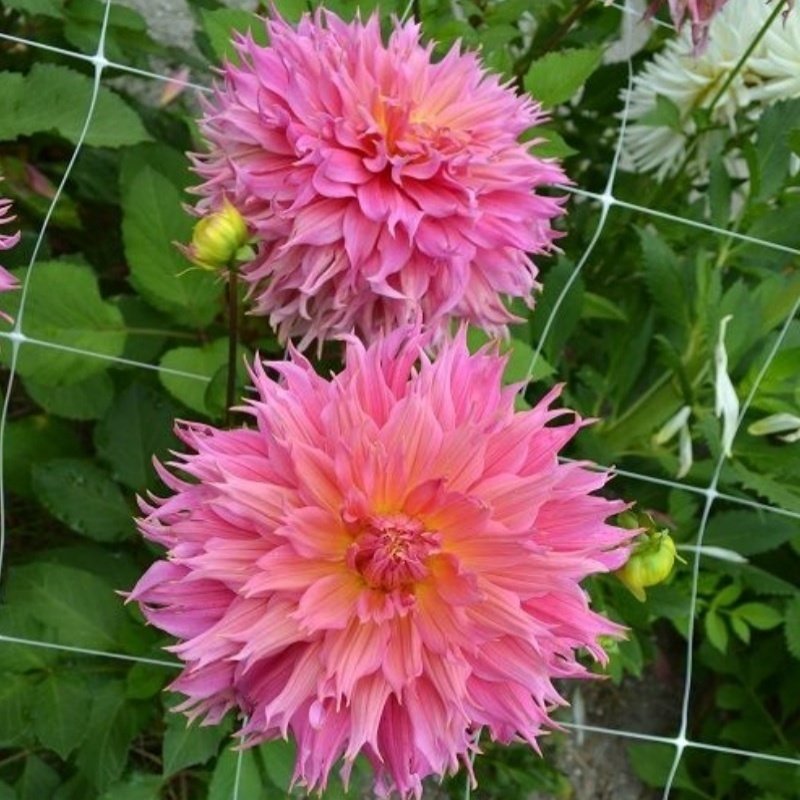 Dev Çiçekli Omega Dahlia Yıldız Çiçeği Soğanı Yumrusu (1 adet )