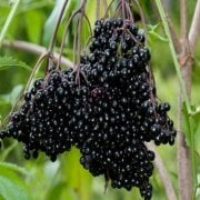 Tüplü Meyve Verme Durumunda Sambucus Nigra Kara Mürver Fidanı