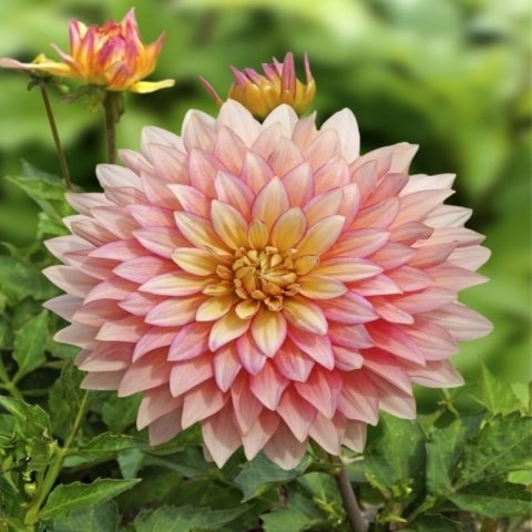 Dev Çiçekli Extase Dahlia Yıldız Çiçeği Soğanı Yumrusu (1 adet )