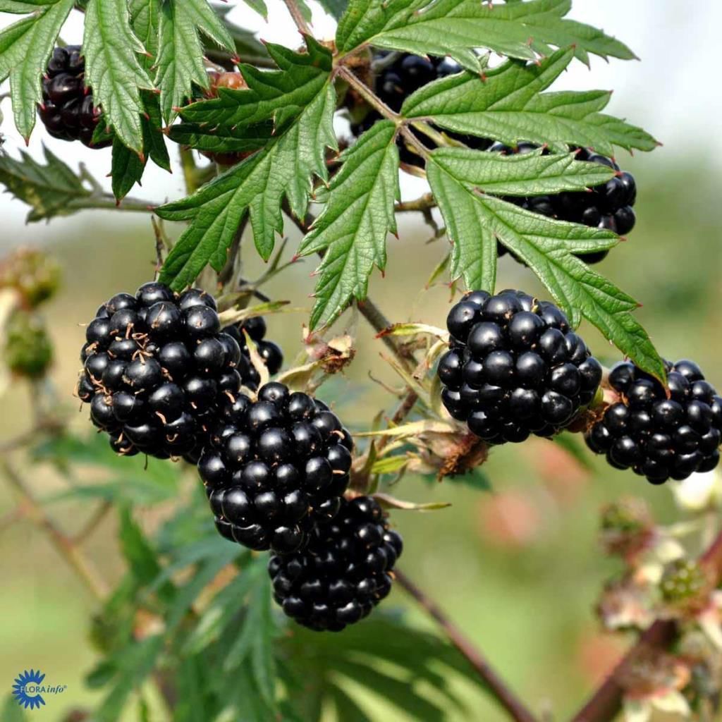 Tüplü Herdem Yeşil Thornless Evergreen Böğürtlen Fidanı