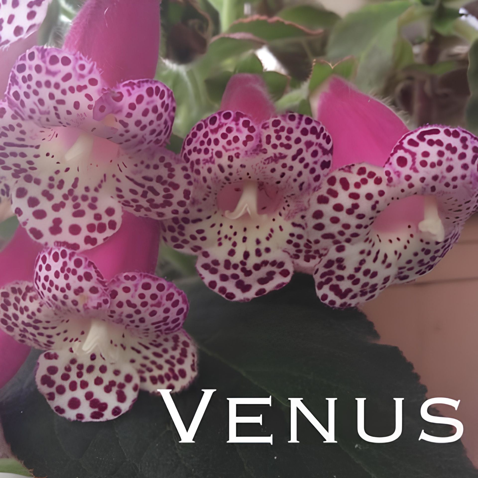 Koleksiyonluk Venüs  Kohleria Japon Küpelisi Çiçeği Fidesi (Mini Saksıda)