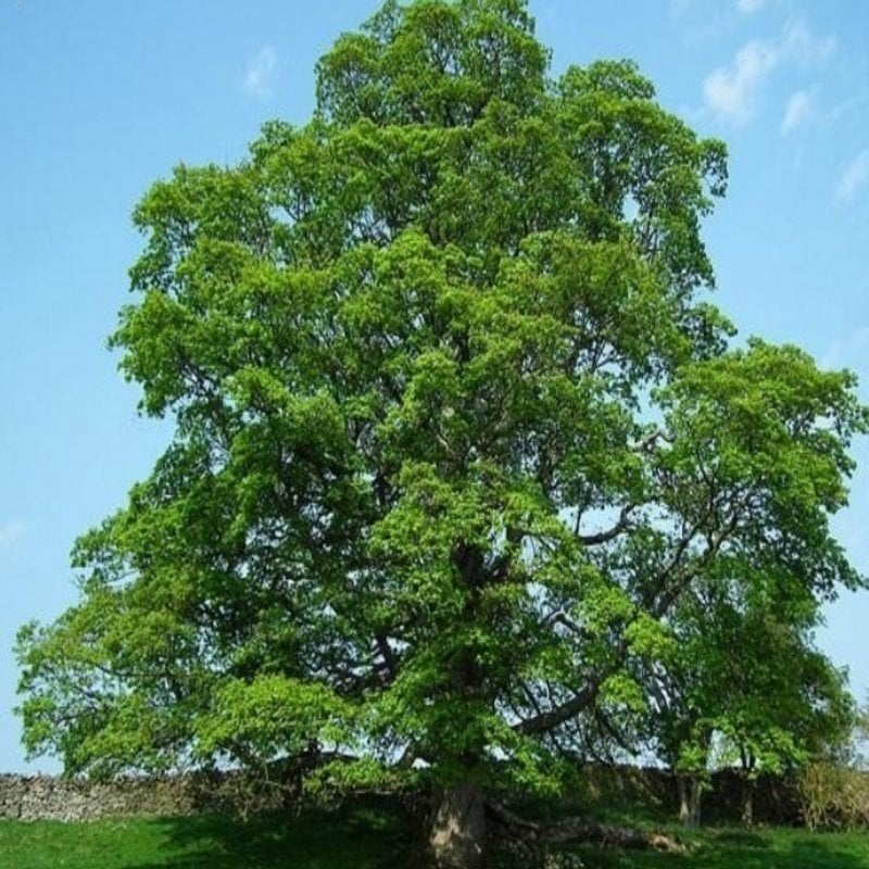 Açık Kök Çınar Ağacı Fidanı (250-300 cm)