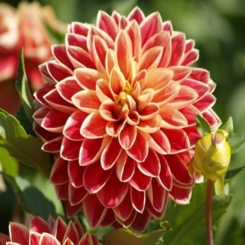 Dev Çiçekli Maxime Dahlia Yıldız Çiçeği Soğanı Yumrusu (1 adet )