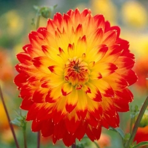 Dev Çiçekli Procyon Dahlia Yıldız Çiçeği Soğanı Yumrusu (1 adet )