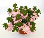 Abonica Pink Yelpaze Çiçeği Fidesi (3 adet)