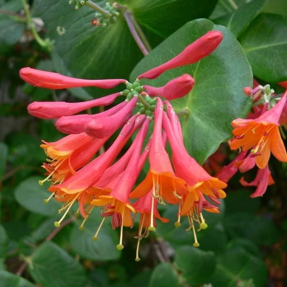 Tüplü Özel Tür Yoğun Kokulu Yaprak Dökmeyen Halls Prolific Hanımeli Sarmaşığı Honeysuckle Lonicera Japonica Fidanı