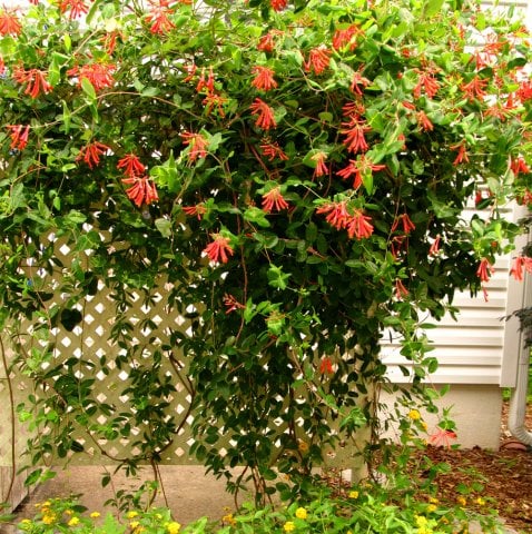 Tüplü Özel Tür Yoğun Kokulu Yaprak Dökmeyen Halls Prolific Hanımeli Sarmaşığı Honeysuckle Lonicera Japonica Fidanı